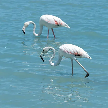 ホテル Ar Roca Esmeralda &